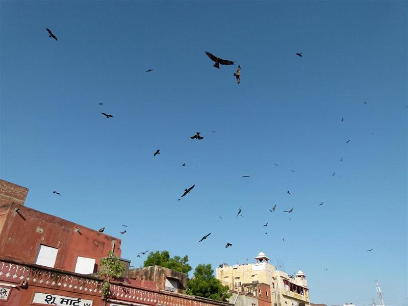 Rajasthan 2011-09-29 16-27-06 (P1060454) (Large).JPG